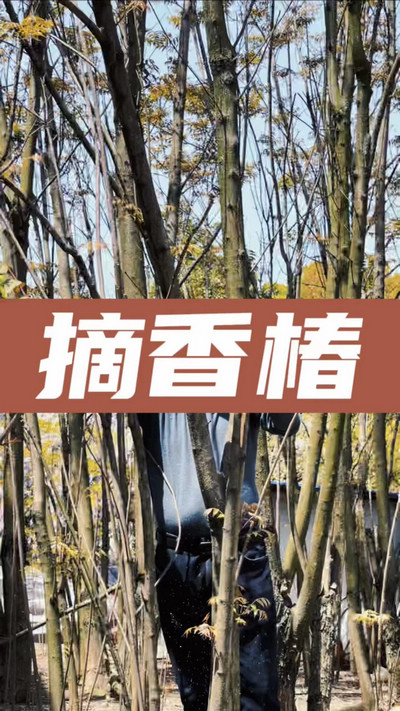 香椿雞蛋有，就缺二兩酒！