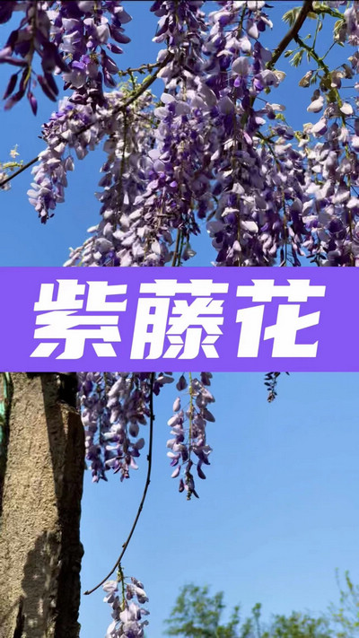 春有約，花不誤，陌上紫藤香如故。